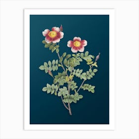 Vintage Variegated Burnet Rose Botanical Art on Teal Blue n.0119 Art Print
