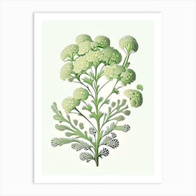 Yarrow Floral 3 Botanical Vintage Poster Flower Art Print