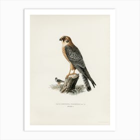 Red Footed Falcon Female (Falco Vespertinus), The Von Wright Brothers Art Print