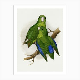 Parrots Art Print