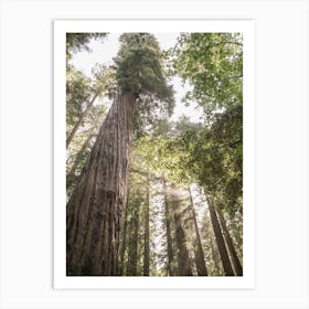 Redwoods Art Print