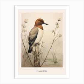 Vintage Bird Drawing Canvasback 2 Poster Art Print