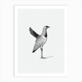 Turkey B&W Pencil Drawing 2 Bird Art Print