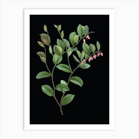 Vintage Andromeda Axillaris Bloom Botanical Illustration on Solid Black Art Print