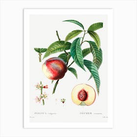 Peach, Pierre Joseph Redoute 1 Art Print