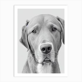 Chesapeake Bay Retriever B&W Pencil Dog Art Print