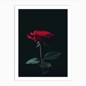 Rose On A Black Background 30 Art Print