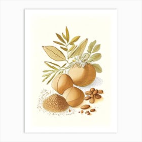 Nutmeg Spices And Herbs Pencil Illustration 4 Art Print