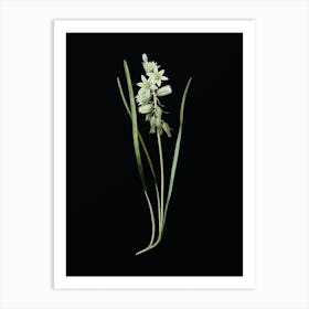 Vintage Drooping Star of Bethlehem Botanical Illustration on Solid Black n.0558 Art Print