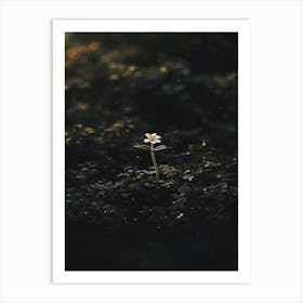 Single Flower In The Dark 47 Art Print