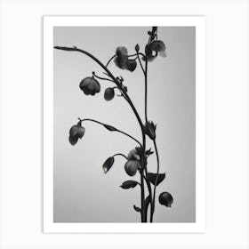 Sweet Pea B&W Pencil 2 Flower Art Print