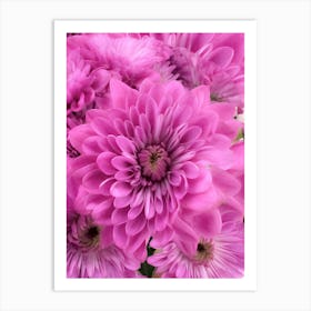 Pink Dahlia Art Print