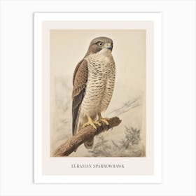 Vintage Bird Drawing Eurasian Sparrowhawk 2 Poster Art Print