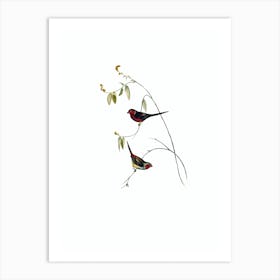 Vintage Crimson Finch Bird Illustration on Pure White n.0400 Art Print