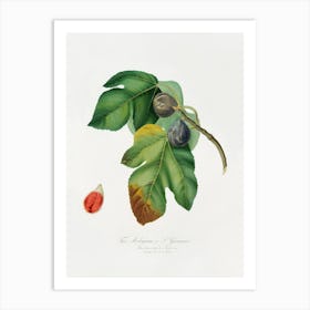 Fig (Ficus Carica Sativa) From Pomona Italiana (1817 - 1839), Giorgio Gallesio 1 Art Print