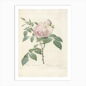 Rose Illustration, Pierre Joseph Redoute (48) Art Print