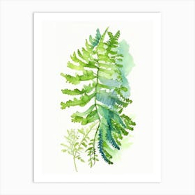 Southern Maidenhair Fern Wildflower Watercolour Art Print