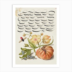 Insect, Moth Mullein, Forget Me Not, And Tomato From Mira Calligraphiae Monumenta, Joris Hoefnagel Art Print