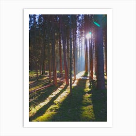 Sunrise In The Forest light Art Print