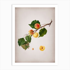 Vintage Peach Botanical on Parchment 2 Art Print