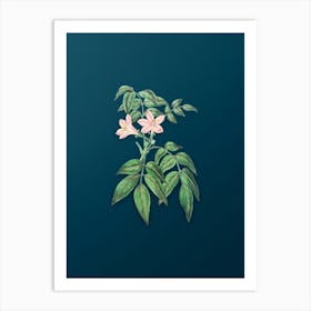 Vintage Turraea Pinnata Flower Botanical Art on Teal Blue n.0212 Art Print