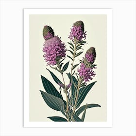Ironweed Wildflower Vintage Botanical Art Print