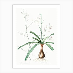 Wavy Leafed Soap Plant Illustration From Les Liliacées (1805), Pierre Joseph Redoute Art Print