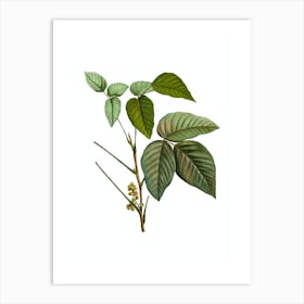 Vintage Eastern Poison Ivy Botanical Illustration on Pure White n.0420 Art Print