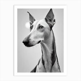 Ibizan Hound B&W Pencil Dog Art Print