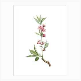 Vintage Pink Flower Branch Botanical Illustration on Pure White n.0924 Art Print