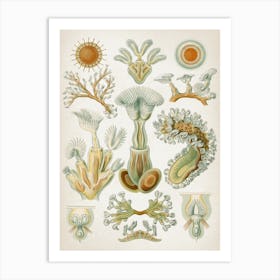 Vintage Haeckel 2 Tafel 23 Moostiere Art Print