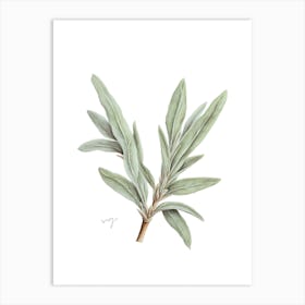 Sage Herb Sprig - Botanical Wall Print Set | Floral Collection 1 Art Print