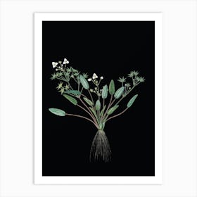 Vintage Starfruit Botanical Illustration on Solid Black n.0584 Art Print