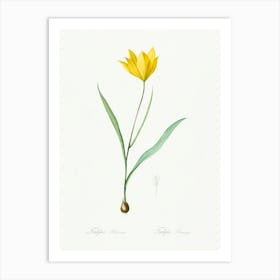 Tulipa Sylvestris Illustration From Les Liliacées (1805), Pierre Joseph Redoute Art Print