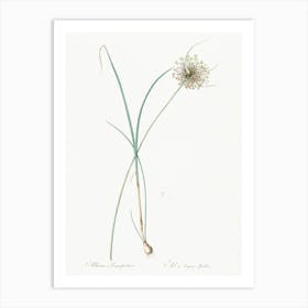 Pale Garlic, Pierre Joseph Redoute Art Print