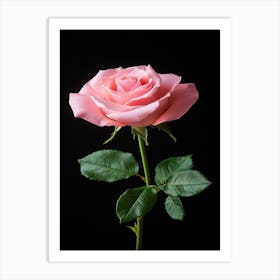 Pink Rose Isolated On Black Background 13 Art Print