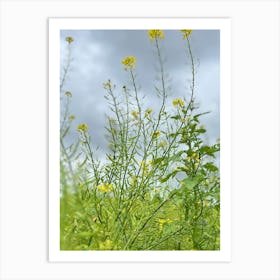 Yellow Mustard Flowers Art Print