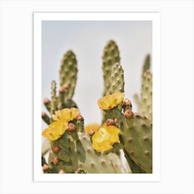 Cactus Flower Scenery Art Print