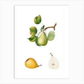 Vintage Pear Botanical Illustration on Pure White n.0074 Art Print