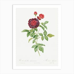 Guerin S Rose, Pierre Joseph Redoute Art Print