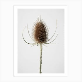 Tistel Dried Flower_2191086 Art Print