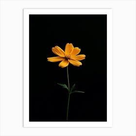 Orange Flower 16 Art Print