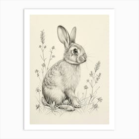 French Lop Rabbit Drawing 2 Art Print
