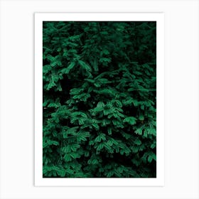 Coniferous Shrub Art Print