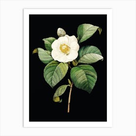 Vintage Japanese Camelia Botanical Illustration on Solid Black n.0549 Art Print