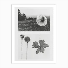 Poppy Flower Photo Collage 2 Art Print