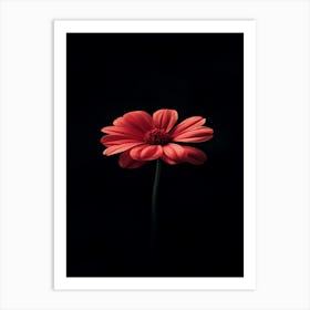 Gerbera Daisy 1 Art Print