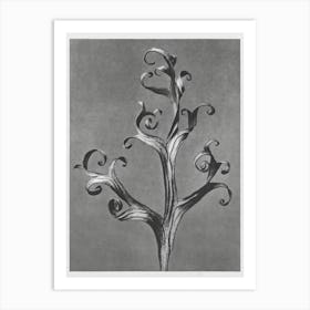 Larkspur (1928), Karl Blossfeldt Art Print