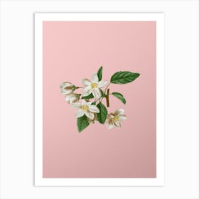 Vintage Crabapple Botanical on Soft Pink n.0280 Art Print