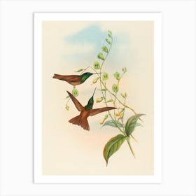 Hummingbirds 2 Art Print